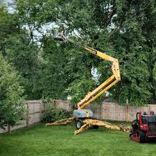 Best Palm Tree Trimming  in Black Earth, WI