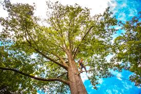 Best Hazardous Tree Removal  in Black Earth, WI