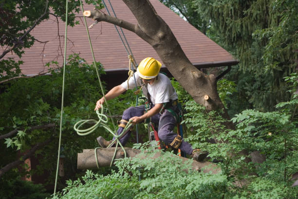 Trusted Black Earth, WI Tree Care Experts