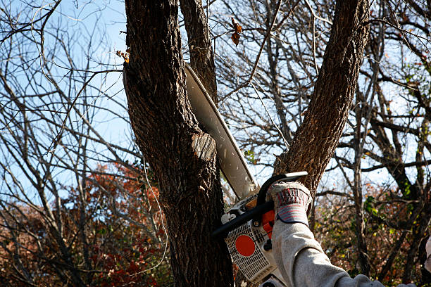 Reliable Black Earth, WI Tree Care Solutions